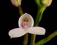 Disa tripetaloides